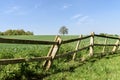 Green Wheat field with lone tree