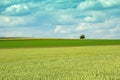 Green wheat field, lonely tree and clouds in the sky Royalty Free Stock Photo