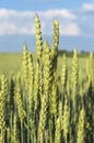 Green wheat field