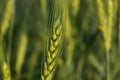 Green wheat blur background