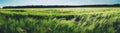 Green wheat field panorama Royalty Free Stock Photo