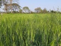 Green wheat field. Panoramic view of green field of wheat a clear sunny day. Royalty Free Stock Photo