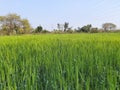 Green wheat field. Panoramic view of green field of wheat a clear sunny day. Meadow and blue sky. Royalty Free Stock Photo