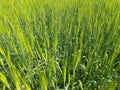 Green wheat field. Panoramic view of green field of wheat a clear sunny day. Royalty Free Stock Photo