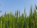 Green wheat field. Panoramic view of green field of wheat a clear sunny day. Royalty Free Stock Photo