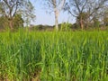 Green wheat field. Panoramic view of green field of wheat a clear sunny day. Royalty Free Stock Photo