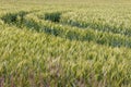 Green wheat field. Path in green wheat meadow. Harvest field landscape. Farmland concept. Royalty Free Stock Photo