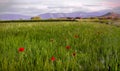 Green wheat field with red poppies flowers. Rural landscape at sunset