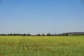 Green wheat field with red poppy wild flowers Royalty Free Stock Photo