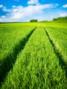 Green wheat field. Road in a green field of wheat. Traces of agricultural transport on the grass on a sunny day Royalty Free Stock Photo