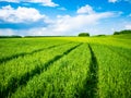 Green wheat field. Road in a green field of wheat. Traces of agricultural transport on the grass on a sunny day Royalty Free Stock Photo