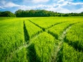 Green wheat field. Road in a green field of wheat. Traces of agricultural transport on the grass on a sunny day Royalty Free Stock Photo