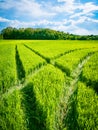 Green wheat field. Road in a green field of wheat. Traces of agricultural transport on the grass on a sunny day Royalty Free Stock Photo