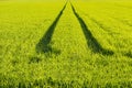 Ecology direction way concept. Green wheat field. Road in a green field of wheat. Royalty Free Stock Photo