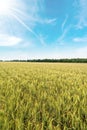 Wheat Field with Blue Sky and Clouds Royalty Free Stock Photo