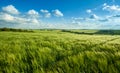 Green wheat field and sky