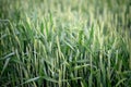 Green wheat field with spikelets in the foreground, organic cereal cultivation. Agronomics. Soft selective focus