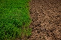 Half green wheat field in the spring sun and half unworked land