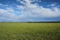 Green wheat field Royalty Free Stock Photo