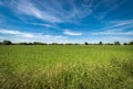 Green Wheat Field in Springtime - Padan Plain or Po valley Italy