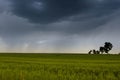 green wheat field and storm clouds in the summer day Royalty Free Stock Photo