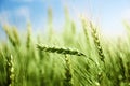 Green wheat field