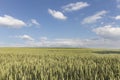 Green wheat field on sunny day , blue sky with clouds.Amazing nature concept.Countryside mockup banner, wallpaper background Royalty Free Stock Photo