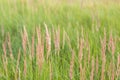 a green wheat field and a sunny day. summer harvest. harvesting work in the field. ripe ears of corn.