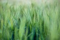 Agriculture: Fresh green cornfield on a sunny day, springtime Royalty Free Stock Photo