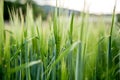 Agriculture: Fresh green cornfield on a sunny day, springtime Royalty Free Stock Photo