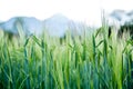 Agriculture: Fresh green cornfield on a sunny day, springtime Royalty Free Stock Photo
