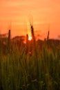 Green wheat field on sunset