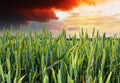 Green wheat field - sunset Royalty Free Stock Photo