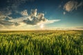 Green wheat field Royalty Free Stock Photo