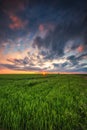Green wheat field, sunset shot Royalty Free Stock Photo