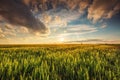 Green wheat field , sunset shot Royalty Free Stock Photo