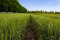 Green wheat field surrounded by forest under blue sky