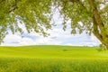 Green wheat field with tree branches