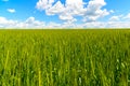 Green wheat field under beautiful cloudy sky Royalty Free Stock Photo