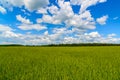 Green wheat field under beautiful cloudy sky Royalty Free Stock Photo