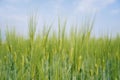 Green wheat field under blue sky Royalty Free Stock Photo