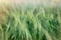 Green wheat field, unripe crop field lit by sunlight, wheat, oat, rye, barley - unripe agricultural field Royalty Free Stock Photo
