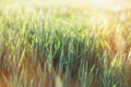 Green wheat field - unripe wheat lit by sunlight, late afternoon in wheat field Royalty Free Stock Photo