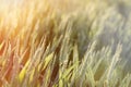 Green wheat field - unripe wheat lit by sunlight, late afternoon in wheat field Royalty Free Stock Photo