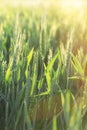 Green wheat field - unripe wheat wheat field lit by sunlight Royalty Free Stock Photo