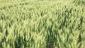 Green wheat field