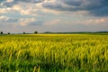 Green wheat field in warm sunshine under dramatic sky, fresh vibrant colors