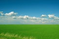 green wheat field and white clouds Royalty Free Stock Photo