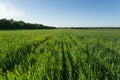 Green wheat field