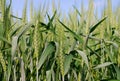 Green Wheat Fields Royalty Free Stock Photo